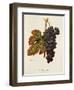 Margilien Grape-A. Kreyder-Framed Giclee Print