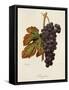 Margilien Grape-A. Kreyder-Framed Stretched Canvas