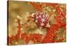 Margined Egg Cowrie-Hal Beral-Stretched Canvas