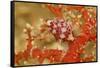 Margined Egg Cowrie-Hal Beral-Framed Stretched Canvas