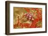 Margined Egg Cowrie-Hal Beral-Framed Premium Photographic Print