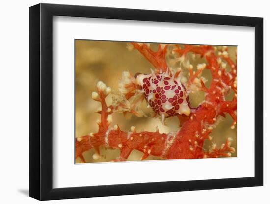 Margined Egg Cowrie-Hal Beral-Framed Premium Photographic Print