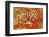Margined Egg Cowrie-Hal Beral-Framed Premium Photographic Print