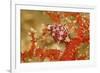 Margined Egg Cowrie-Hal Beral-Framed Photographic Print