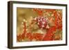 Margined Egg Cowrie-Hal Beral-Framed Photographic Print