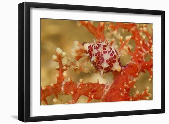 Margined Egg Cowrie-Hal Beral-Framed Photographic Print