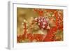 Margined Egg Cowrie-Hal Beral-Framed Photographic Print