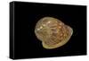 Marginella Glabella-Paul Starosta-Framed Stretched Canvas