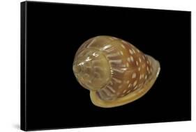 Marginella Glabella-Paul Starosta-Framed Stretched Canvas