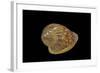 Marginella Glabella-Paul Starosta-Framed Photographic Print