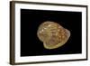 Marginella Glabella-Paul Starosta-Framed Photographic Print