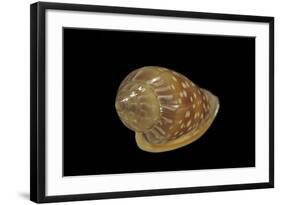 Marginella Glabella-Paul Starosta-Framed Photographic Print