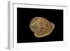 Marginella Glabella-Paul Starosta-Framed Photographic Print