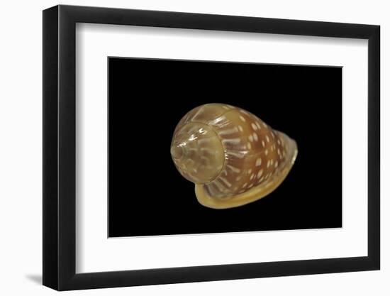 Marginella Glabella-Paul Starosta-Framed Photographic Print