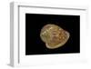 Marginella Glabella-Paul Starosta-Framed Photographic Print