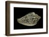 Marginella Pseudofaba-Paul Starosta-Framed Photographic Print