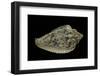 Marginella Pseudofaba-Paul Starosta-Framed Photographic Print