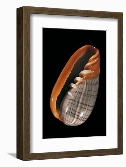 Marginella Strigata-Paul Starosta-Framed Photographic Print