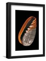 Marginella Strigata-Paul Starosta-Framed Photographic Print