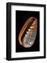 Marginella Strigata-Paul Starosta-Framed Photographic Print