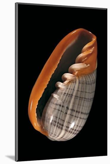 Marginella Strigata-Paul Starosta-Mounted Photographic Print