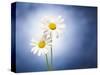 Marginuerites, Flowers, Blossoms, Still Life, Blue, White-Axel Killian-Stretched Canvas