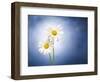 Marginuerites, Flowers, Blossoms, Still Life, Blue, White-Axel Killian-Framed Photographic Print