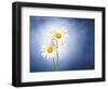 Marginuerites, Flowers, Blossoms, Still Life, Blue, White-Axel Killian-Framed Photographic Print