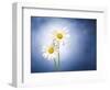 Marginuerites, Flowers, Blossoms, Still Life, Blue, White-Axel Killian-Framed Photographic Print