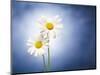 Marginuerites, Flowers, Blossoms, Still Life, Blue, White-Axel Killian-Mounted Photographic Print
