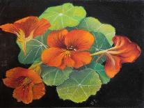 Nasturtiums,  pastel-Margo Starkey-Giclee Print