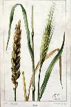 Wheat-Marguerite Buret-Stretched Canvas