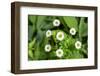 Marguerite daisy, USA-Lisa Engelbrecht-Framed Photographic Print