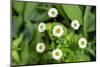 Marguerite daisy, USA-Lisa Engelbrecht-Mounted Photographic Print