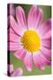 Marguerite Daisy-null-Stretched Canvas