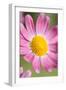 Marguerite Daisy-null-Framed Photographic Print