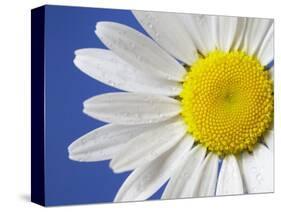 Marguerite / Ox Eye Daisy (Leucanthemum Vulgare) UK-Pete Cairns-Stretched Canvas