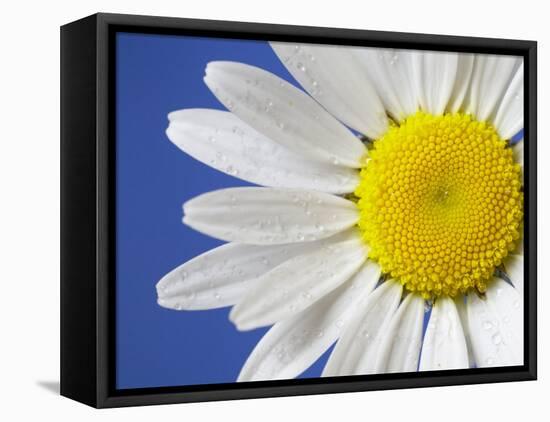 Marguerite / Ox Eye Daisy (Leucanthemum Vulgare) UK-Pete Cairns-Framed Stretched Canvas