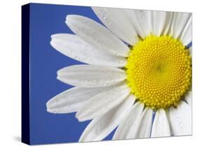 Marguerite / Ox Eye Daisy (Leucanthemum Vulgare) UK-Pete Cairns-Stretched Canvas