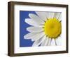 Marguerite / Ox Eye Daisy (Leucanthemum Vulgare) UK-Pete Cairns-Framed Premium Photographic Print