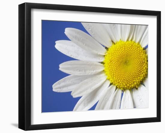 Marguerite / Ox Eye Daisy (Leucanthemum Vulgare) UK-Pete Cairns-Framed Premium Photographic Print