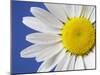 Marguerite / Ox Eye Daisy (Leucanthemum Vulgare) UK-Pete Cairns-Mounted Premium Photographic Print