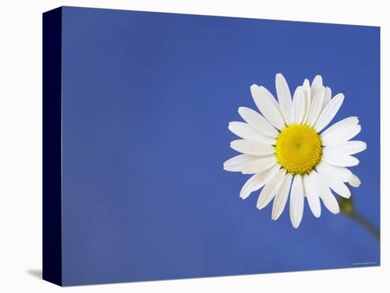 Marguerite / Ox Eye Daisy (Leucanthemum Vulgare) UK-Pete Cairns-Stretched Canvas