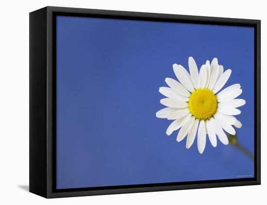 Marguerite / Ox Eye Daisy (Leucanthemum Vulgare) UK-Pete Cairns-Framed Stretched Canvas