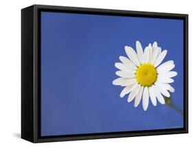 Marguerite / Ox Eye Daisy (Leucanthemum Vulgare) UK-Pete Cairns-Framed Stretched Canvas