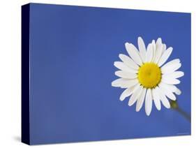 Marguerite / Ox Eye Daisy (Leucanthemum Vulgare) UK-Pete Cairns-Stretched Canvas