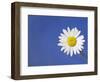 Marguerite / Ox Eye Daisy (Leucanthemum Vulgare) UK-Pete Cairns-Framed Premium Photographic Print