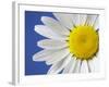 Marguerite / Ox Eye Daisy (Leucanthemum Vulgare) UK-Pete Cairns-Framed Photographic Print