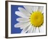 Marguerite / Ox Eye Daisy (Leucanthemum Vulgare) UK-Pete Cairns-Framed Photographic Print