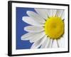 Marguerite / Ox Eye Daisy (Leucanthemum Vulgare) UK-Pete Cairns-Framed Photographic Print